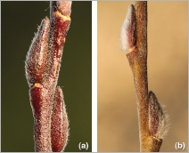 Fig. 2 - Bourgeons et rameaux de l’année velus :  (a) subsp. alpicola ; (b) subsp. myrsinifolia.