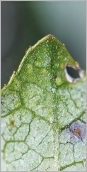 Fig. 5 - Pointe de la feuille verte dessous, paraissant essuyée.