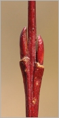 Fig. 2 - Bourgeons opposés sur rameau de l’année (subsp. angustior).