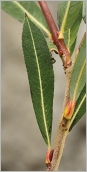 Fig. 4 - Feuille vert foncé sur le dessus, denticulée sur la moitié supérieure (subsp. purpurea).