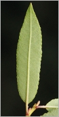 Fig. 5 - Feuille vert clair à glauque au revers.