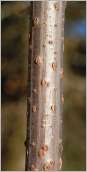 Fig. 2 - Écorce grise pourvue de nombreuses lenticelles verruqueuses.