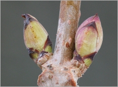 Fig. 4 - Bourgeons ovales et opposés.