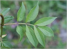 Fig. 5 - Feuille imparipennée.