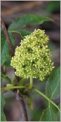 Fig. 6 - Inflorescence en panicule dense, dressée.