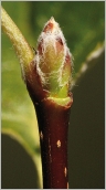 Fig. 3 - Bourgeon ovoïde pourvu d’écailles velues aranéeuses.