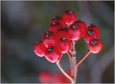 Fig. 7 - Baies ovoïdes, rouges à orangées.