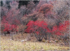 Fig. 8 - Situation typique en groupement préforestier montagnard.