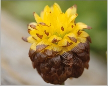 Fig. 6 - Fleurs d’abord jaune doré et dressées devenant brunâtres et réfractées après floraison.