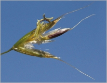 Fig. 6 - Glumelle extérieure munie d’une longue arête dorsale genouillée à maturité.